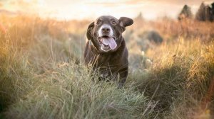 Вой собаки (Звук в высоком качестве | Собака скучает и воет) | (3 Секунды)
