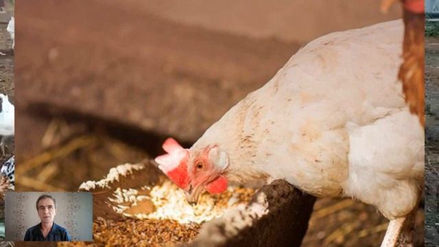 Комбикорм своими руками и влажные мешанки курам несушкам