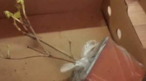 Обзор растений из питомника Гаршинка. Ель Альберта Ауреа, ель обыкновенная Томпа, калина Бульденеж