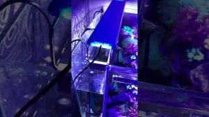 Сколько стоит запуск и содержание морского аквариума! Мифы и факты о ценах на морской аквариум!