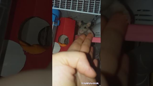 Крошка Хорошка