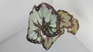 Спустя 4 месяца🗓️Как подросли мои бегонии🌱Розовая Пантера, Черемухи Цвет, Заветная Мечта, Инфанта..