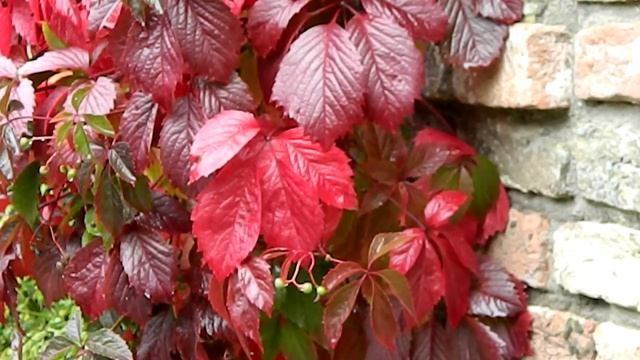 Parthenocissus tricuspidata Veitchii Robusta смотреть онлайн