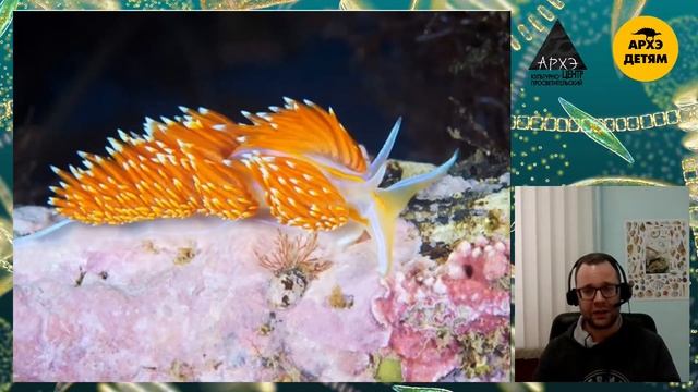 Детский эфир Вадима Марьинского "Пищеварение беспозвоночных" курса "Экология беспозвоночных"