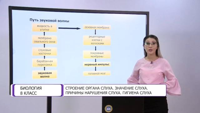 Биология. 8 класс. Строение органа слуха. Значение слуха. Причины нарушения слуха /26.02.2021/