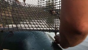 ЛОВЛЯ РАКОВ НА РАКОЛОВКИ! ХЛЕБ, ЧЕСНОК И ТУХЛАЯ РЫБА! ЛЕТО 2020!