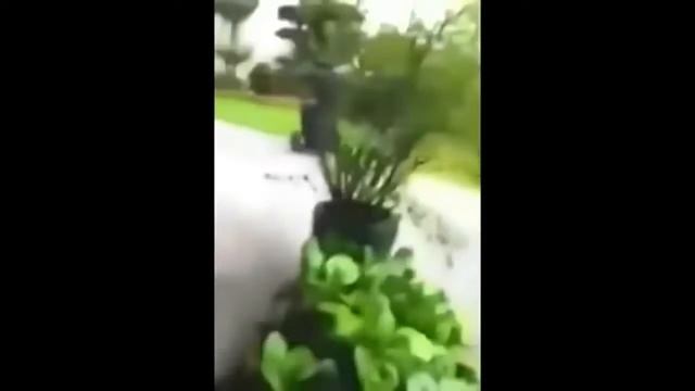 Самое удивительное нападения диких животных Пираньи атакуют человека смотреть онлайн