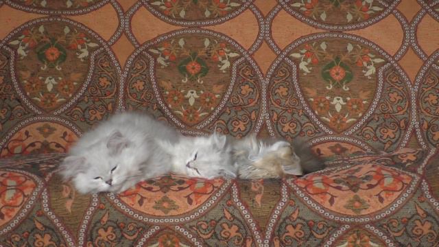 Кошки отдыхают на диване смотреть онлайн