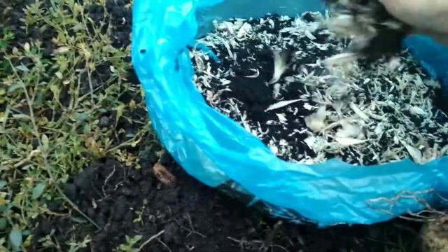 Хранение ГЕОРГИНОВ ?️ в теплом подвале.#цветывсаду #георгины смотреть онлайн