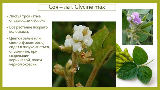 Предмет: Растениеводство