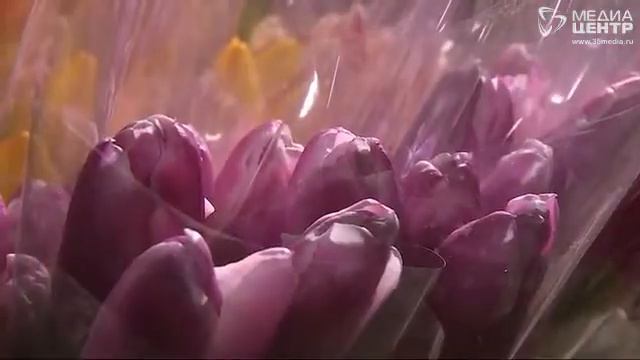 Две череповецкие семьи выращивают тюльпаны в промышленных масштабах смотреть онлайн