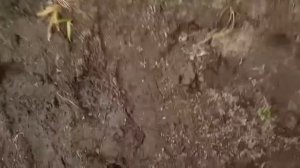 Китайские раколовки работают. Как быстро наловить живца.