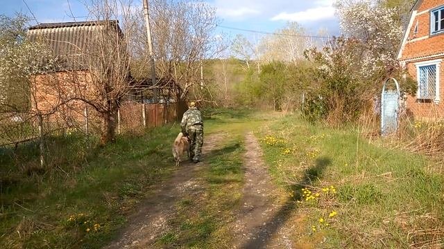Дрессировка Американской акиты 1 год 