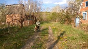 Дрессировка Американской акиты 1 год "Джесика" послушание