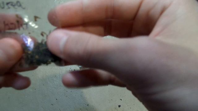 Stratifying and Planting Sarracenia Purpurea seeds смотреть онлайн