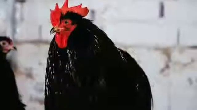 Кохинхин карликовый чёрный смотреть онлайн