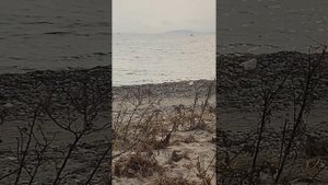 Погоня за браконьерами!!! Как добывают трепанг