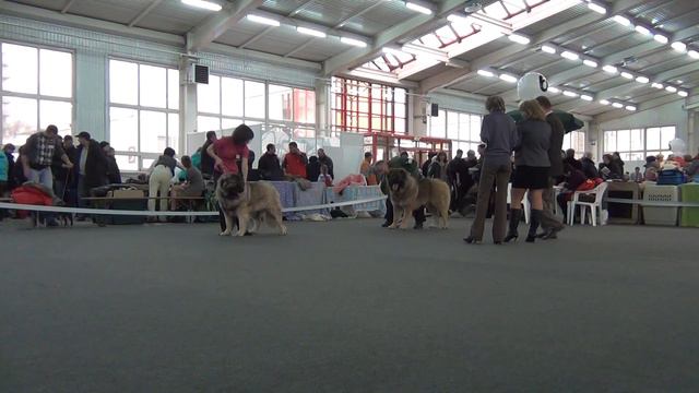 CACIB 24 11 12 смотреть онлайн