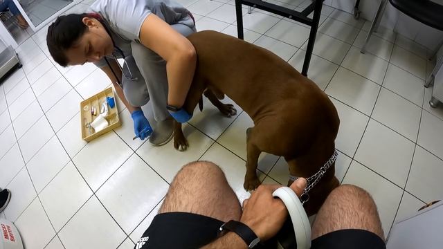 Что с зубами у питбуля ? Сделали рентген зубов питбулю Спайку. Снова не можем понять причину кашля. смотреть онлайн