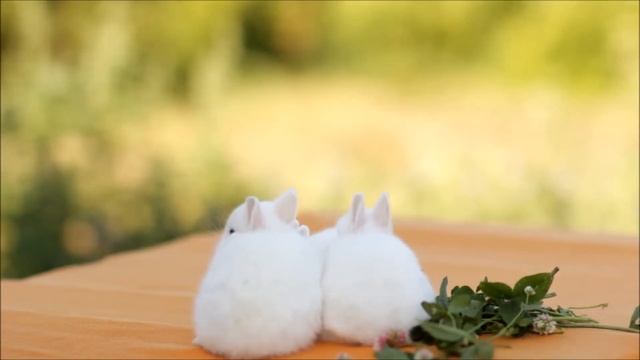 Декоративные кролики миноры, белые голубоглазые (Blue-Eyed White Netherland Dwarf for sale) смотреть онлайн