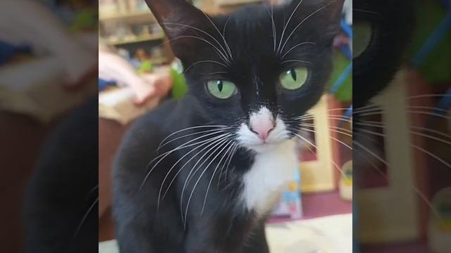 Кошка
