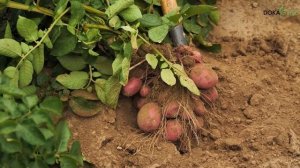 DokaGene сорт картофеля КАРМЕН