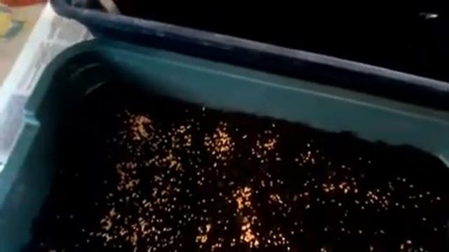 Горчица для кур/зеленые витамины. смотреть онлайн