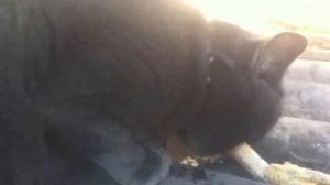 Котик кушает вкусные куриные лапки