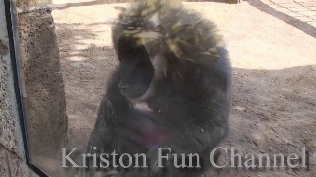 Бабуин / baboon смотреть онлайн