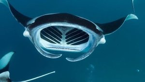 50 самых редких и невероятных животных в мире.