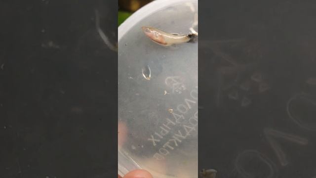 эванджелина все смотреть онлайн