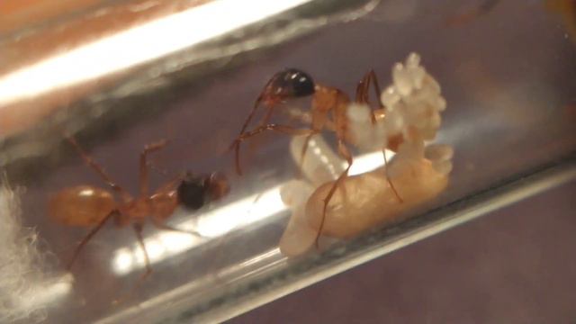 Муравьи Camponotus Atriceps - ВПЕРВЫЕ в России. #Муравьи #Муравьинаяферма #Camponotus #Распаковка