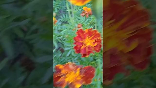 Бархатцы виды, осенние цветы, Marigold species, autumn flowers