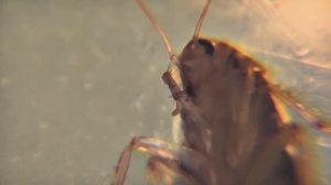 Рыжий таракан (прусак). Макросъёмка.