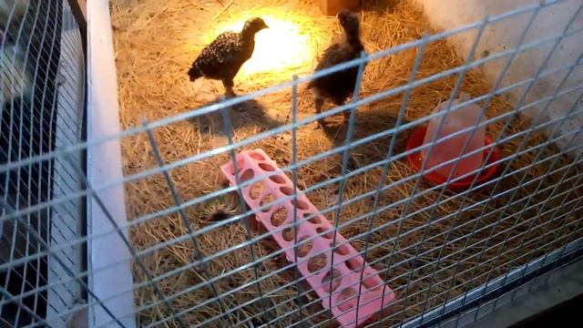 Трава для гусят Линда . Утята , цыплята . смотреть онлайн