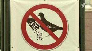 В Ростове-на-Дону бурную дискуссию вызвал запрет г...ких властей кормить голубей на Соборной площади