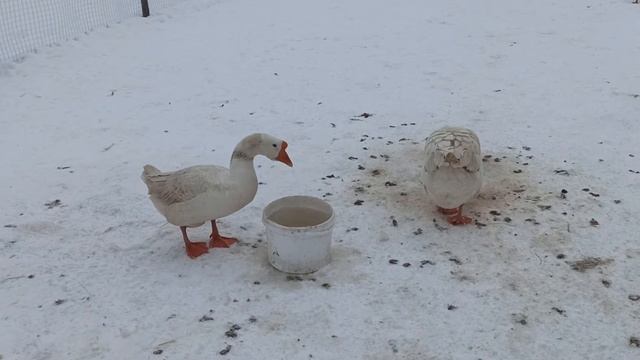 Прогулка гуси - Линда. смотреть онлайн