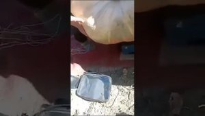 Тыква-гигант весом в 248 кг выросла в Дагестане / С.Муцалаул, Хасавюртовский район