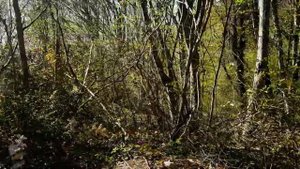 Недвижимость в Туапсе. Как купить земельный участок для строительства дома. УЧАСТОК У МОРЯ.