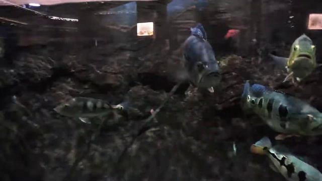 г. Новосибирск зоопарк рыбы смотреть онлайн