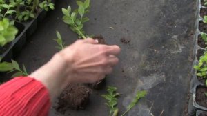 Укоренение голубики.