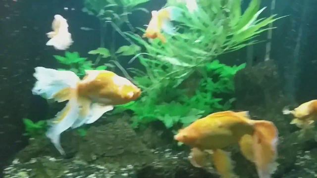 Золотые рыбы в Акве 1000 литров смотреть онлайн