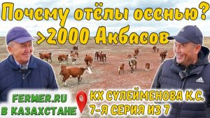 Казахская белоголовая или Герефорд? Экономика осеннего отёла. Верблюды в КХ Сулейменова К.С.