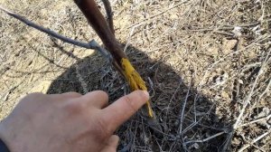 Что делать если заяц обгрыз деревья как лечить.