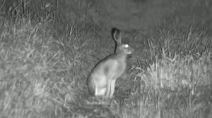 Заяц скачет у дома. Снято прибором ночного видения