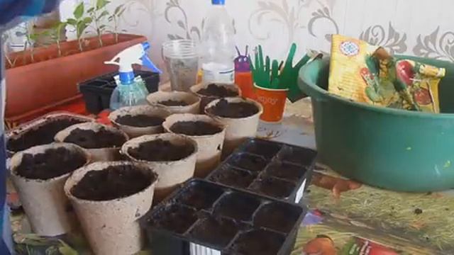 Сажаем рассаду перцев и томатов в чем разница!!!!! смотреть онлайн