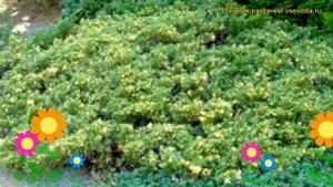 Можжевельник даурский Экспанса Вариегата. Краткий обзор juniperus davurica Expansa Variegata