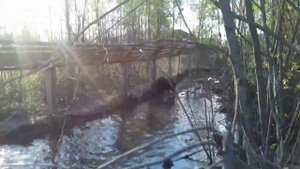 Притравка и обучение лаек по кабану 2