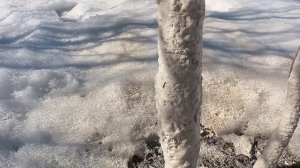 Для чего побелка деревьев весной