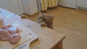 Самые Смешные Кошки коты котята! Кошачий Ржачь